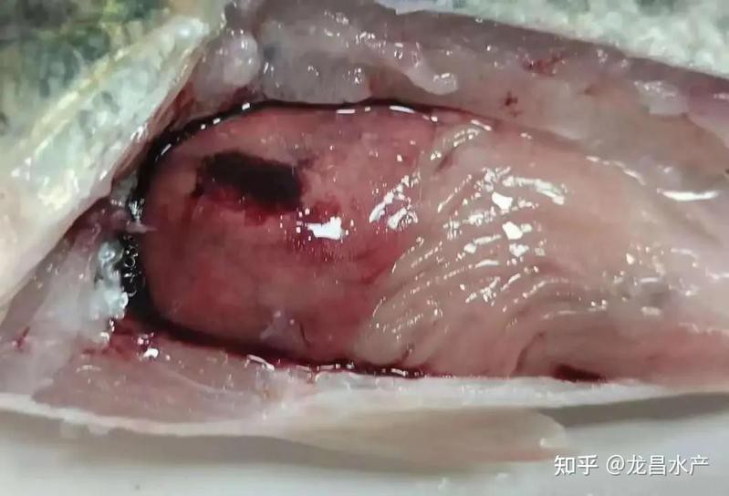 哪些藥物對龍魚內臟損傷有效？，祥龍魚場內菌清sterilizeaquafresh