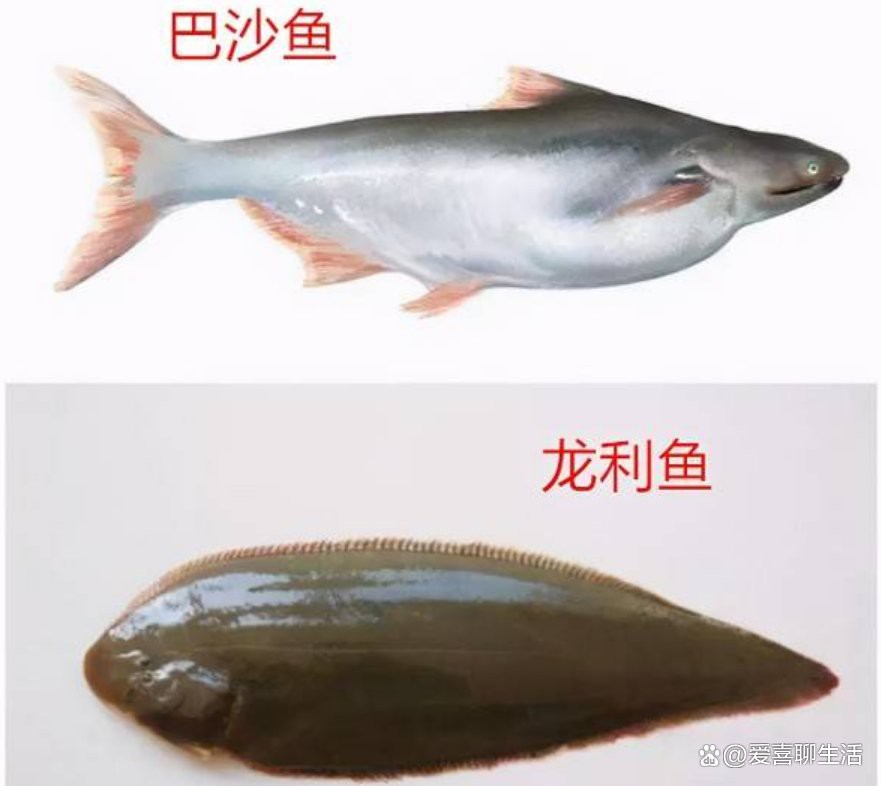 如何挑選新鮮的龍利魚，如何判斷龍利魚和巴沙魚是否新鮮龍利魚和巴沙魚