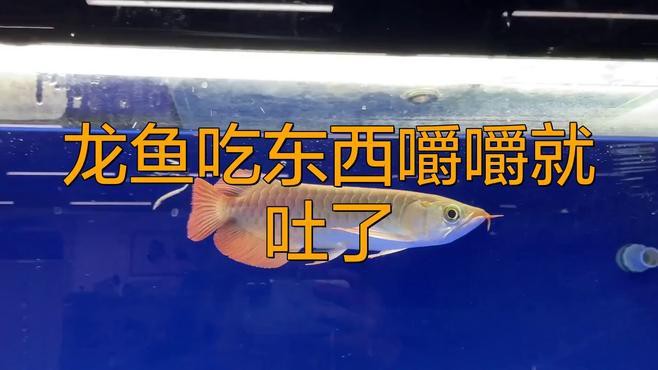 如何判斷龍魚是否消化不良？，《如何判斷龍魚是否消化不良》龍魚消化不良引起的脫肛