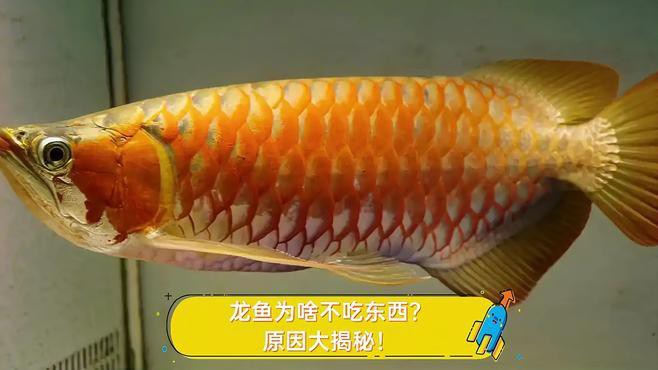 如何判斷龍魚是否消化不良？，《如何判斷龍魚是否消化不良》龍魚消化不良引起的脫肛
