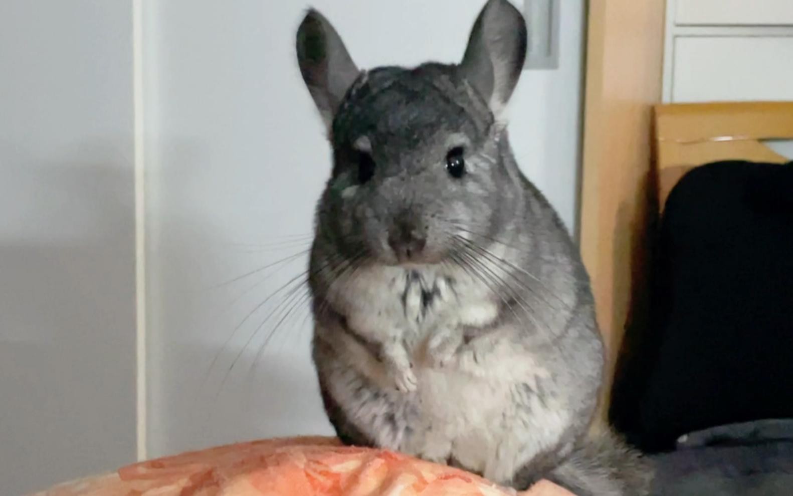 如何訓練龍貓回籠？，如何讓龍貓乖乖回籠子嗶哩嗶哩嗶哩嗶哩嗶哩嗶哩必看