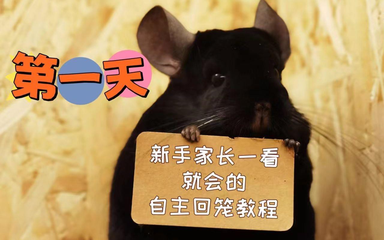 如何訓練龍貓回籠？，如何讓龍貓乖乖回籠子嗶哩嗶哩嗶哩嗶哩嗶哩嗶哩必看