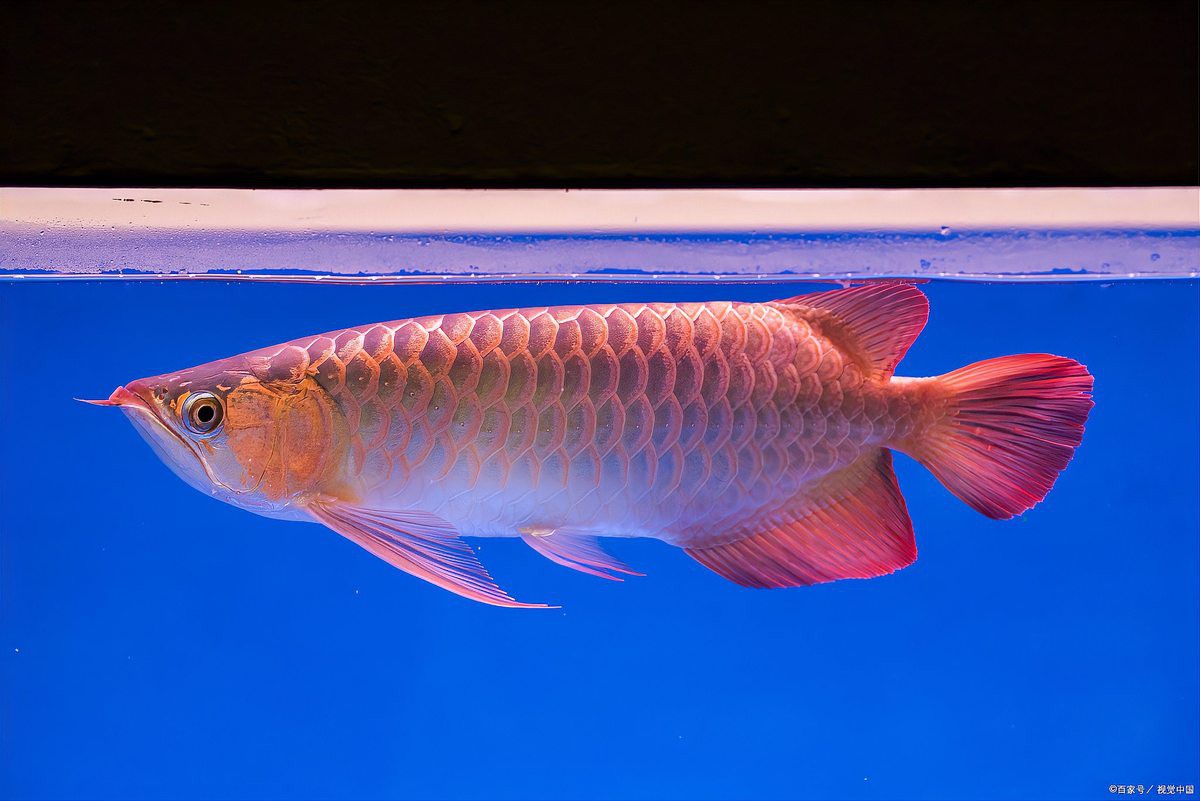 如何區分深海紅龍魚的品質？，如何區分深海紅龍魚的品種