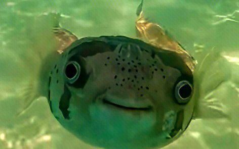 西安魚缸店，西安最大水族商店——水晶宮水族藝術(shù)館