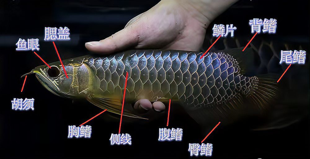 如何描述金龍魚第六排的特點？，如何區分金龍魚