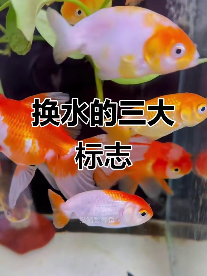 如何判斷金龍魚是否需要換水？，如何判斷金龍魚是否需要換水