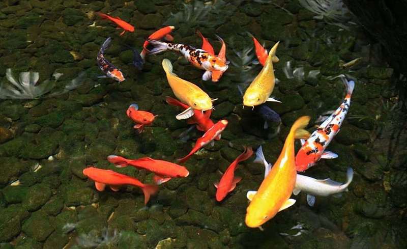 一米魚缸養(yǎng)幾條錦鯉，《一米魚缸養(yǎng)成年錦鯉》一米魚缸飼養(yǎng)數(shù)字偏好111條