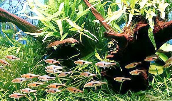 一米魚缸養(yǎng)幾條錦鯉，《一米魚缸養(yǎng)成年錦鯉》一米魚缸飼養(yǎng)數(shù)字偏好111條