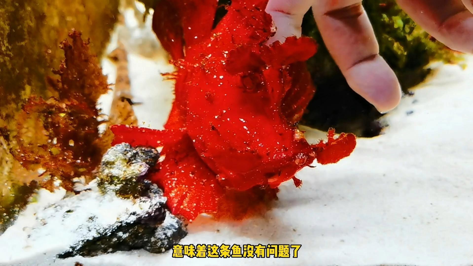 如何辨別真假福龍王魚？，如何判斷福龍王魚是否健康？