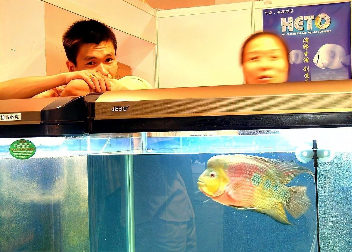 和虎魚混養的最佳魚種，混養虎魚的注意事項