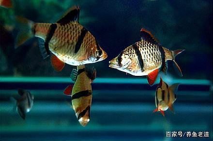 和虎魚混養的最佳魚種，混養虎魚的注意事項