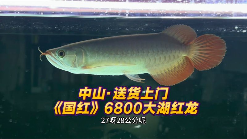 哪里可以購買到正宗的廣東紅龍魚？，如何購買正宗廣東紅龍魚