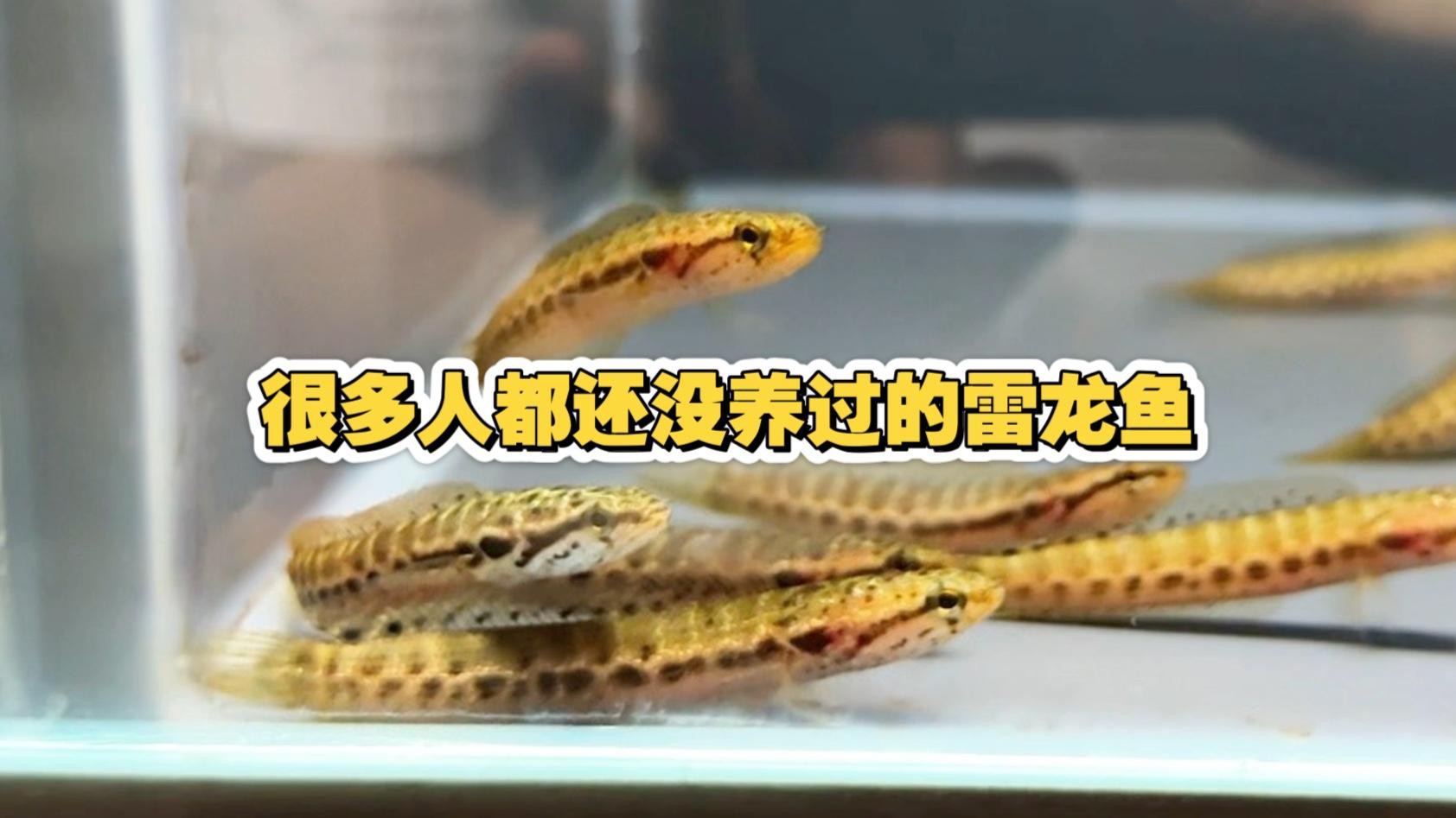 如何區(qū)分雷龍魚的品種？，蛇年說\