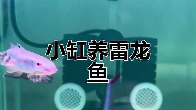 40公分寬魚缸適合養什么龍？，40公分寬魚缸適合養什么龍魚