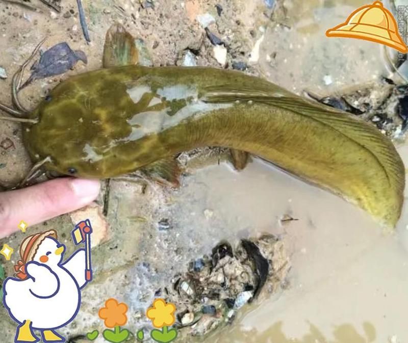 廣東上門收購塘角魚，廣東地區上門收購塘角魚 廣東上門收購塘角魚，廣東地區上門收購塘角魚 全國水族館企業名錄 第6張