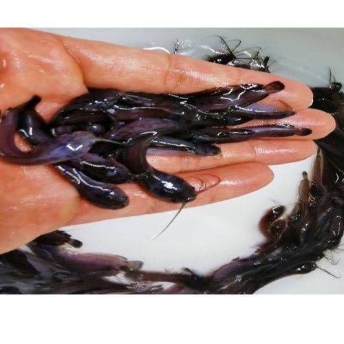 廣東上門收購塘角魚，廣東地區上門收購塘角魚 廣東上門收購塘角魚，廣東地區上門收購塘角魚 全國水族館企業名錄 第2張