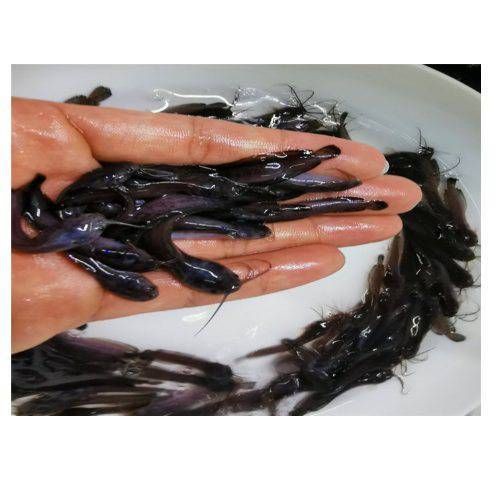 廣東上門收購塘角魚，廣東地區上門收購塘角魚 廣東上門收購塘角魚，廣東地區上門收購塘角魚 全國水族館企業名錄 第3張