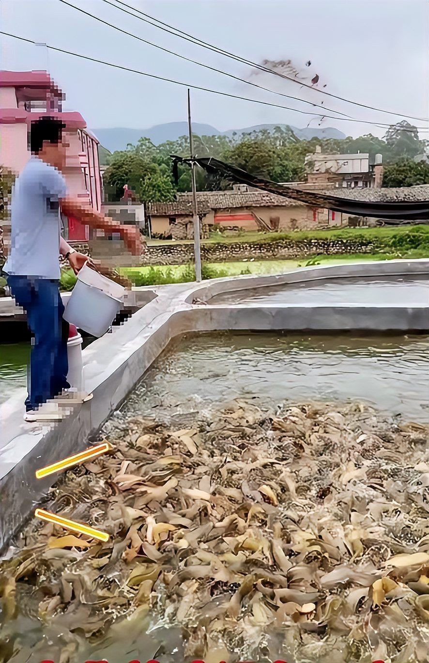 廣東上門收購塘角魚，廣東地區上門收購塘角魚 廣東上門收購塘角魚，廣東地區上門收購塘角魚 全國水族館企業名錄 第4張