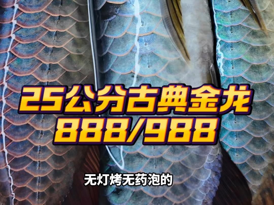 古典金龍和過背金龍的市場價格差異大嗎？，古典金龍與過背金龍的價格一覽表探跡guide龍魚一般什么價格表