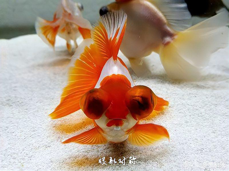 如何判斷龍晴魚是否健康？，如何判斷龍晴魚是否健康