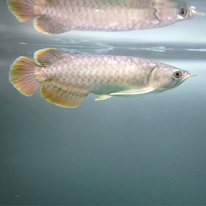 號(hào)半龍魚可以長(zhǎng)多大？，半龍魚體型極限揭秘每月200元養(yǎng)出“金盔紅甲”的保姆級(jí)指南 號(hào)半龍魚可以長(zhǎng)多大？，半龍魚體型極限揭秘每月200元養(yǎng)出“金盔紅甲”的保姆級(jí)指南 龍魚百科 第5張