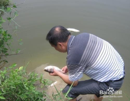 浮頭下鹽最簡單三個步驟，水產前沿魚缸亞硝酸鹽超標怎么辦魚缸亞硝酸鹽超標怎么辦