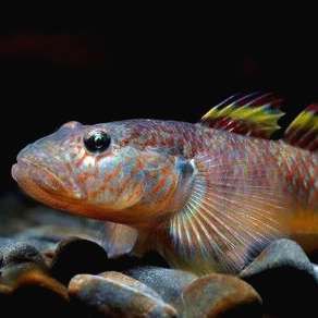 湘潭魚缸維護，湘潭地區魚缸維護全攻略