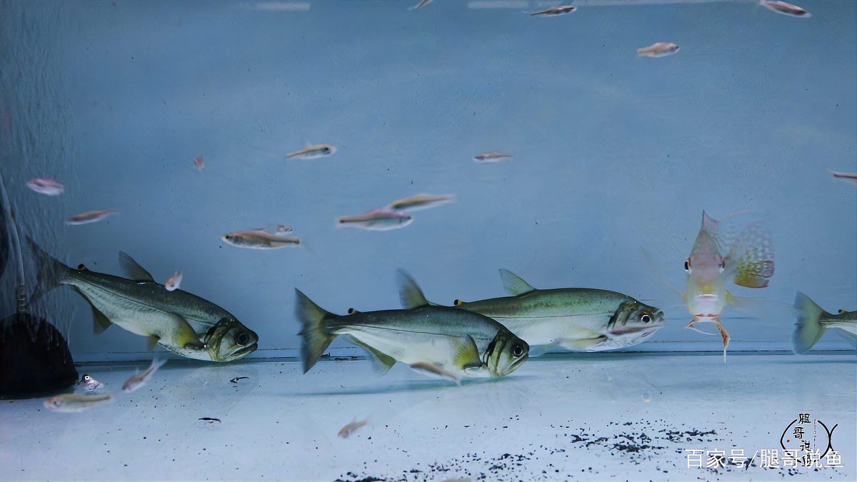 哥倫比亞巨暴牙魚一米以上，世界十大巨型魚類大搜羅,科學(xué)養(yǎng)魚