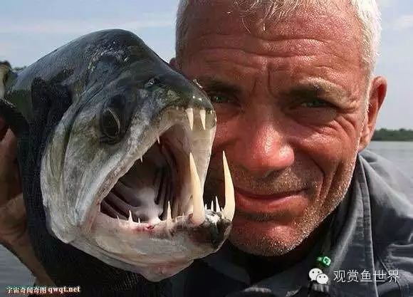哥倫比亞巨暴牙魚一米以上，世界十大巨型魚類大搜羅,科學養魚