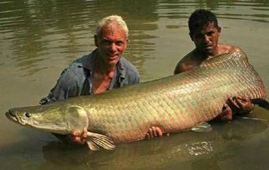 哥倫比亞巨暴牙魚一米以上，世界十大巨型魚類大搜羅,科學(xué)養(yǎng)魚