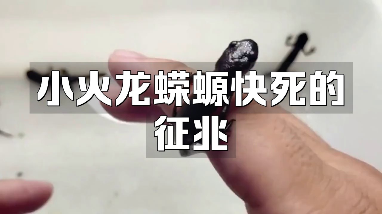 如何判斷小火龍蠑螈是否健康？，判斷小火龍蠑螈是否健康需綜合因素