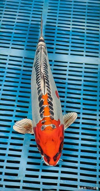 德安水族店，九江德安水族店有哪些特色產品德安水族店價格范圍是多少