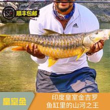 哪里可以購買到純種金頭過背金龍魚？，純種金頭過背金龍魚價格從千元到上萬不等