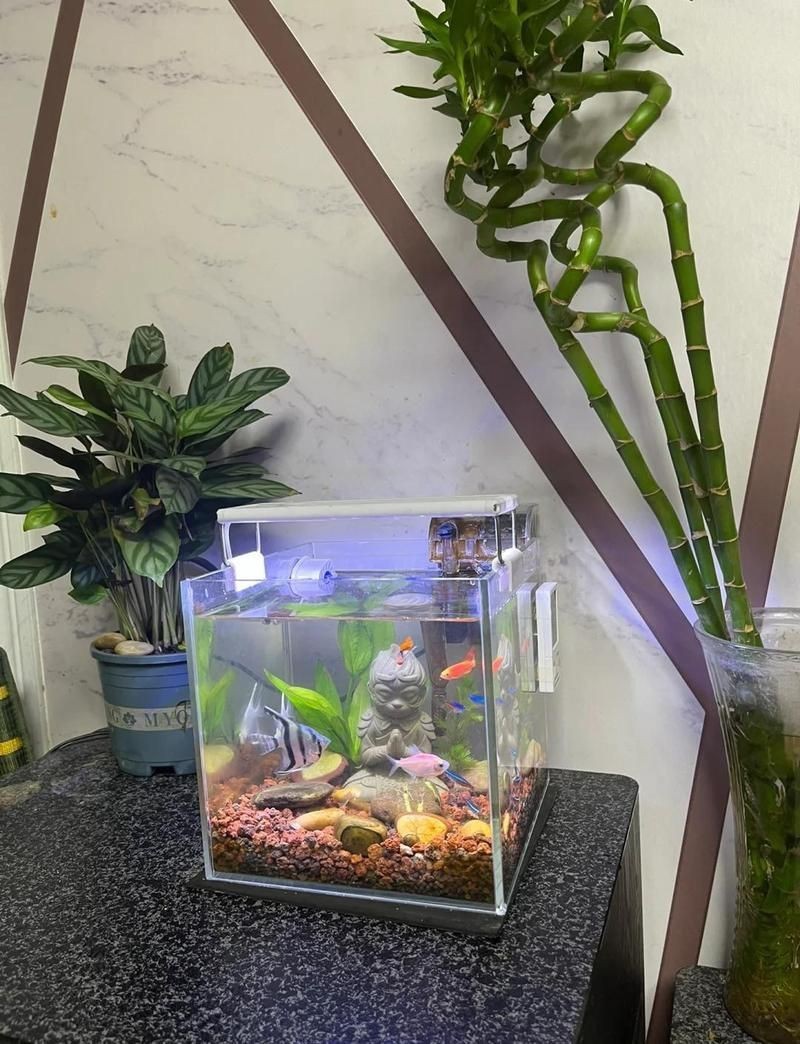 家用養魚缸大全，《家用養魚缸大全》