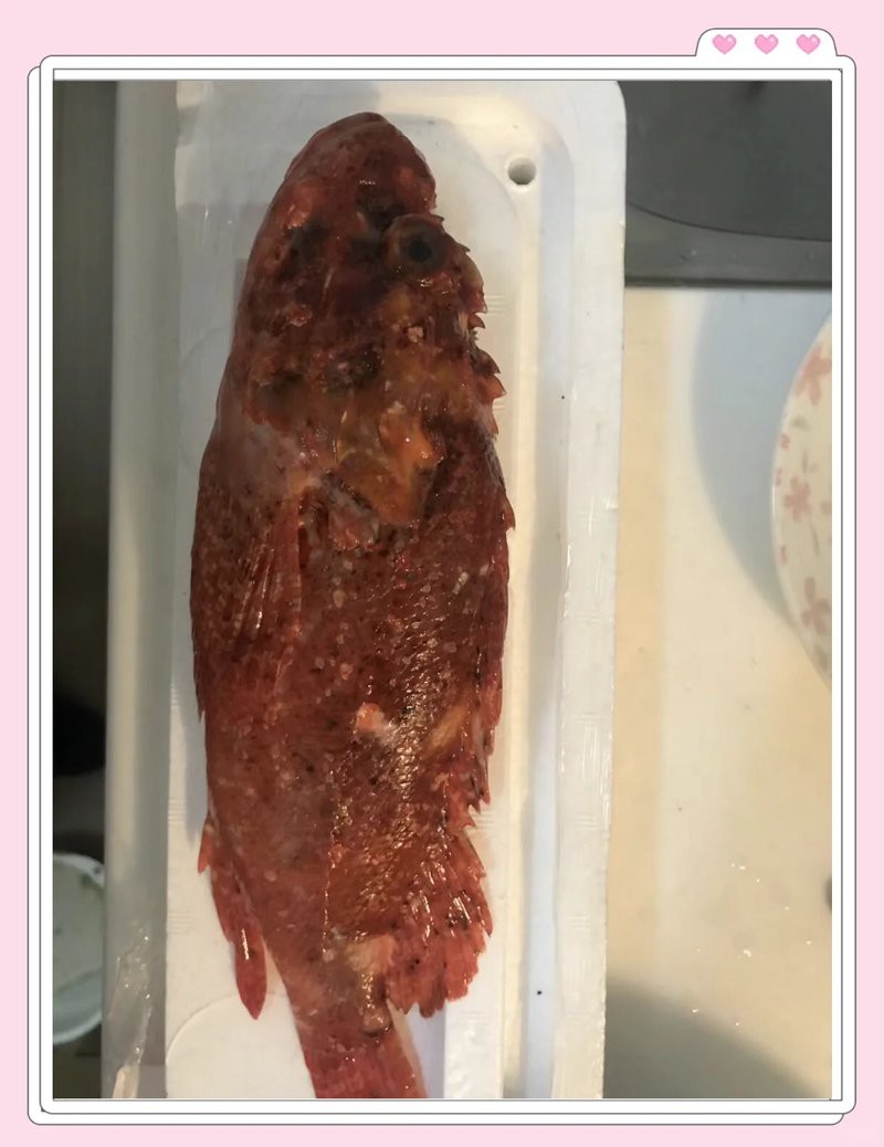 石九公魚為何要盡量少吃，石九公魚的營養價值有哪些