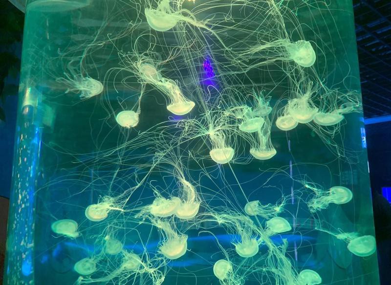 北戴河水族店，北戴河有哪些水族店？