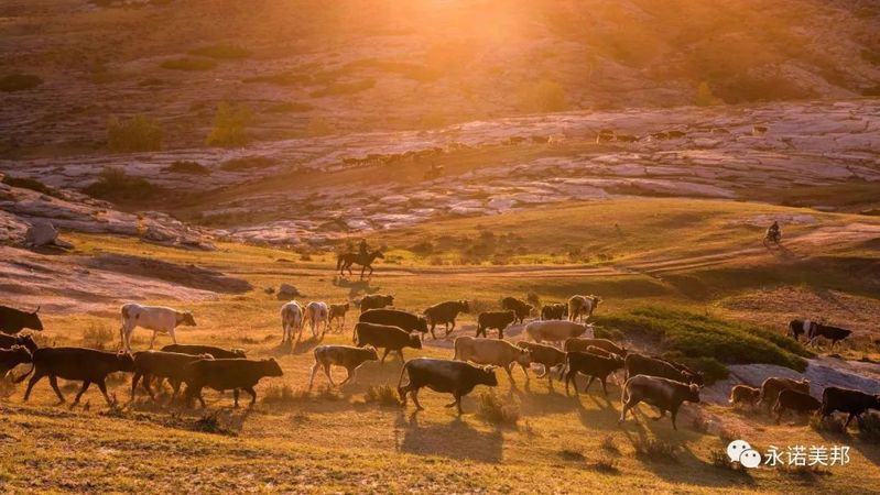 如何判斷龍魚是否感染內外寄？，《如何判斷龍魚是否感染內外寄會傳染嗎》龍魚感染內外寄會傳染嗎