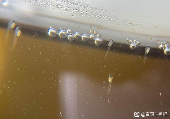 奇臺(tái)水族店，奇臺(tái)縣主要水族店的綜合信息