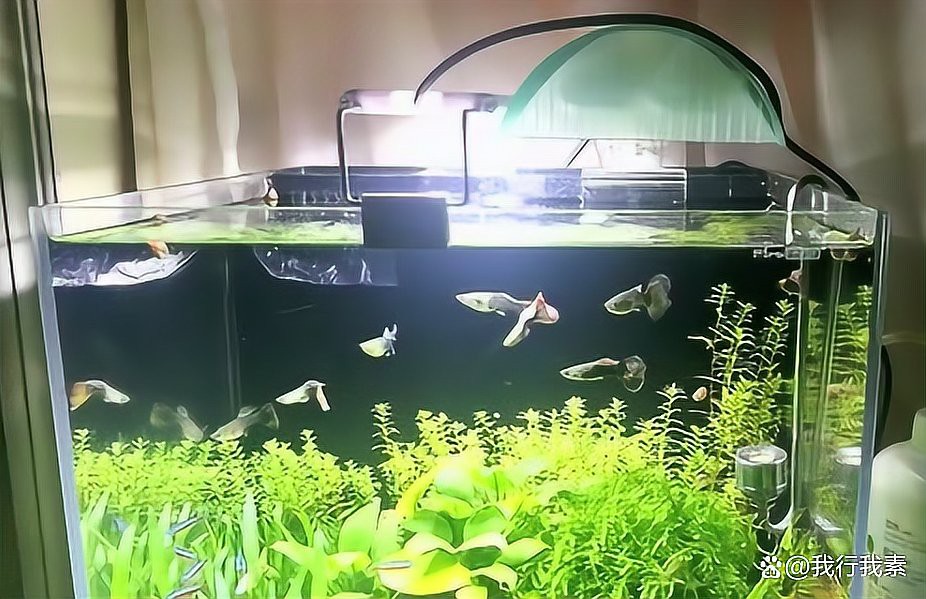 養龍魚的最佳光照時間是多少？，《養龍魚的最佳光照時間是多少》養龍魚的最佳光照時間是多少