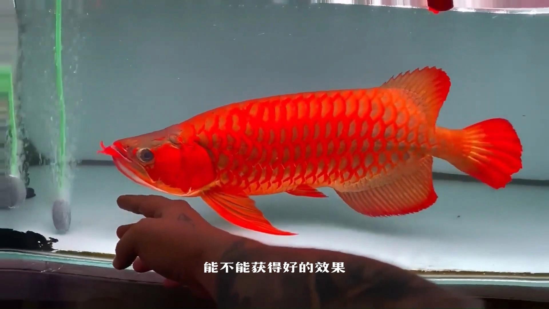 如何區(qū)分白子招財龍魚的品質(zhì)？，養(yǎng)魚知識|白子招財龍魚的品質(zhì)如何區(qū)分好與差