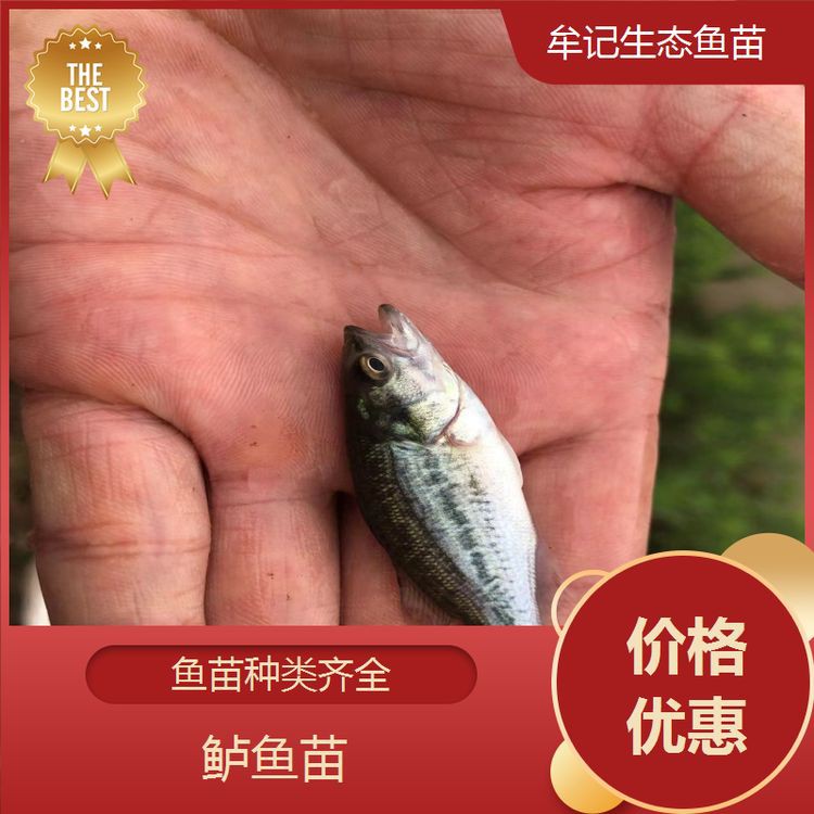 滁州魚缸批發(fā)市場，滁州新花鳥魚蟲市場為何備受期待,品質(zhì)升級情懷依舊