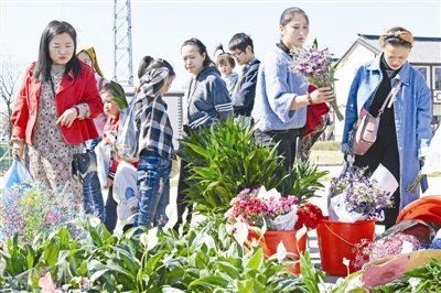 滁州魚缸批發(fā)市場，滁州新花鳥魚蟲市場為何備受期待,品質(zhì)升級情懷依舊