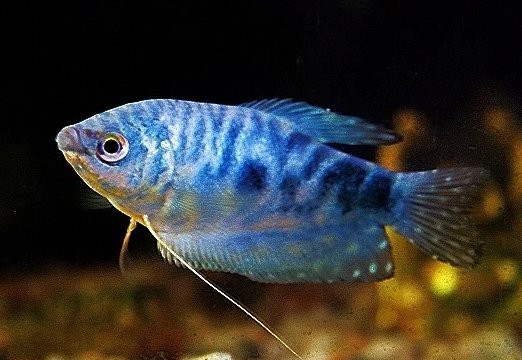 如何判斷藍曼龍魚是否健康？，判斷藍曼龍魚是否健康可從多方面著手，藍曼龍魚怎么養