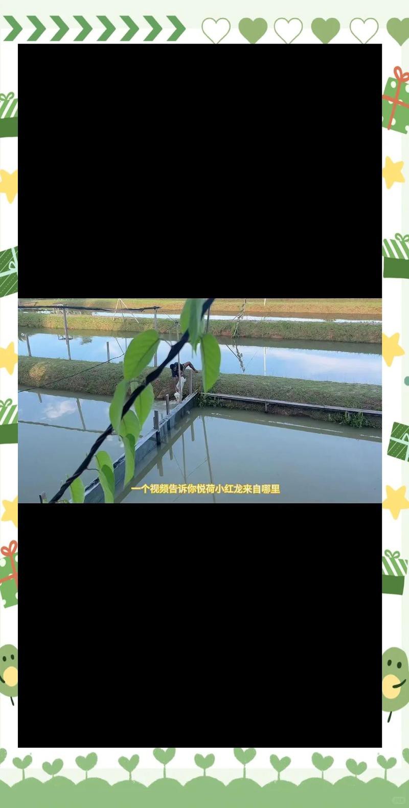 印尼紅龍漁場哪家最可靠？，印尼紅龍漁場可靠性與品質參差不齊月河小紅龍價格如何