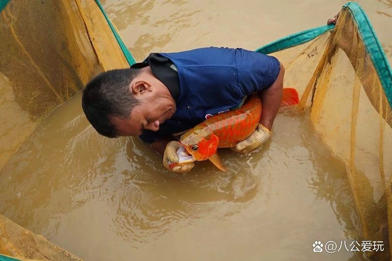 印尼紅龍漁場哪家最可靠？，印尼紅龍漁場可靠性與品質參差不齊月河小紅龍價格如何