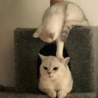 極限個(gè)體豹參數(shù)配置詳情，“極限個(gè)體豹”方程豹豹5參數(shù)全解析比燃油車(chē)更野