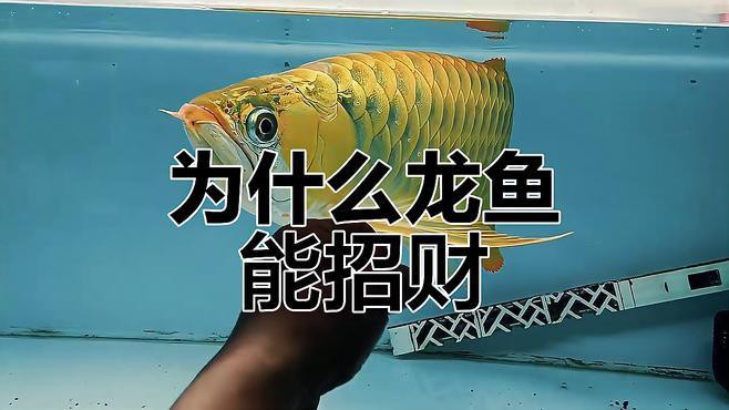 不同品種的龍魚(yú)有哪些風(fēng)水作用？，金龍、紅、銀龍魚(yú)的風(fēng)水寓意:龍魚(yú)養(yǎng)什么魚(yú)招財(cái)轉(zhuǎn)運(yùn)