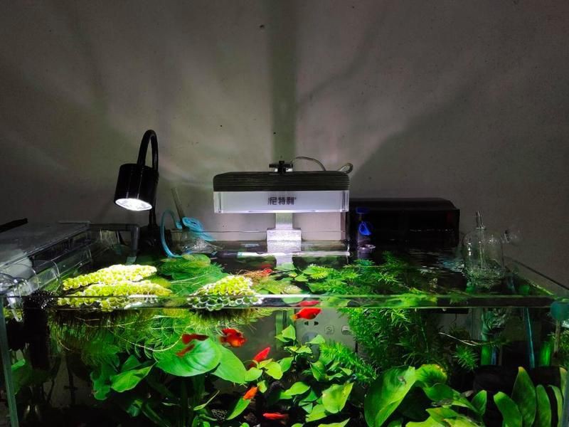 赤峰魚缸維護(hù)，赤峰地區(qū)的魚缸維護(hù)服務(wù)涵蓋多個(gè)方面，赤峰魚缸全方位維護(hù)攻略