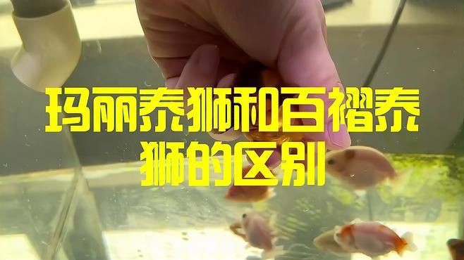 瑪麗金魚和泰獅區別，瑪麗金魚與泰獅的區別