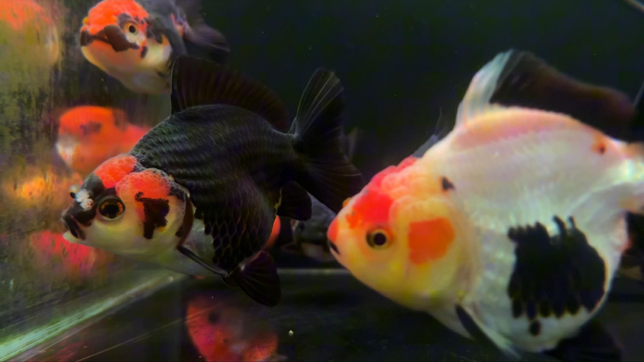 瑪麗金魚和泰獅區別，瑪麗金魚與泰獅的區別